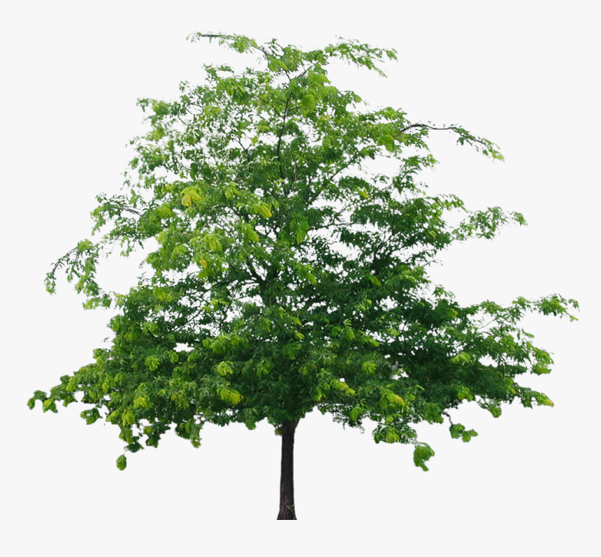 Best Tree Clipart Png - Png Format Png Flower Tree, Transparent Png