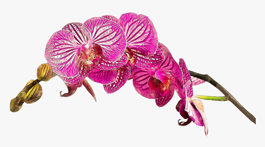 Transparent Orchid Flower Png - Happy Birthday Wishes With Orchids, Png Download