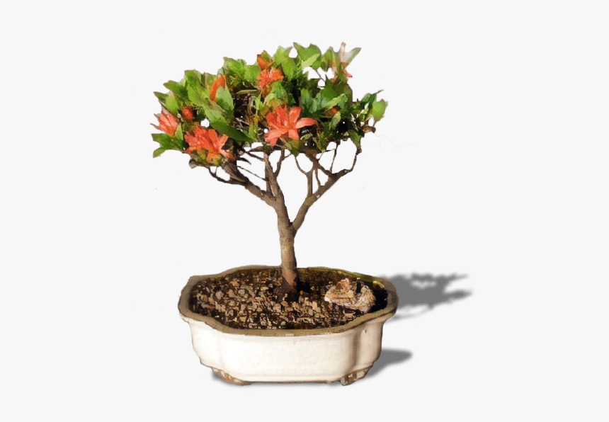 Bonsai Tree Png - Flowerpot, Transparent Png