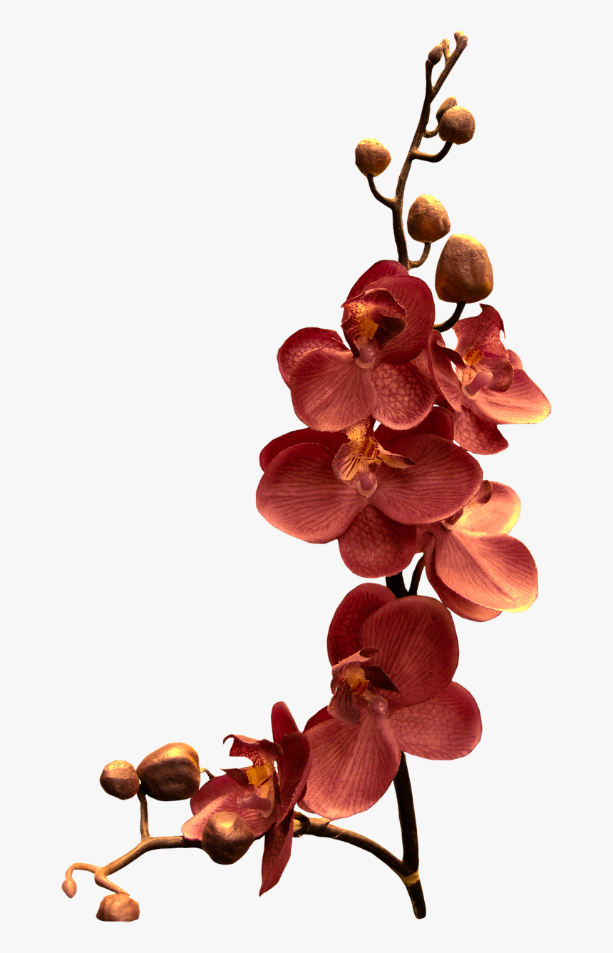 Orchid Flower Png, Transparent Png