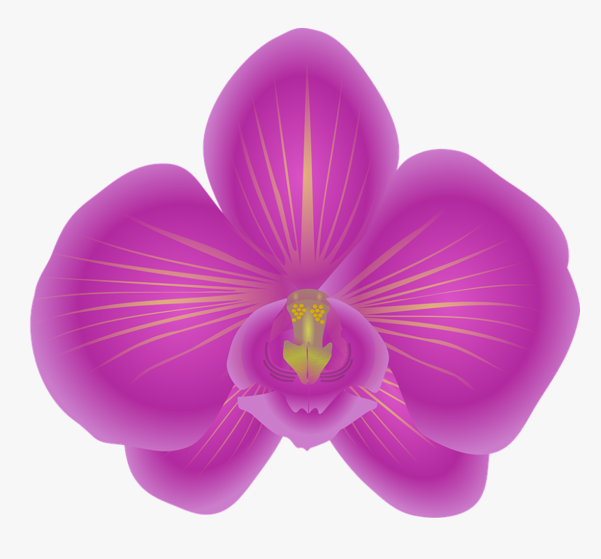 Orchid, Flower, Bloom, Violet - Orchid Clip Art, HD Png Download