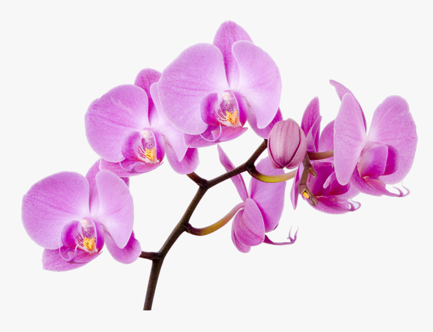 Moth Flower Orchid Boat Orchids Free Transparent Image, HD Png Download