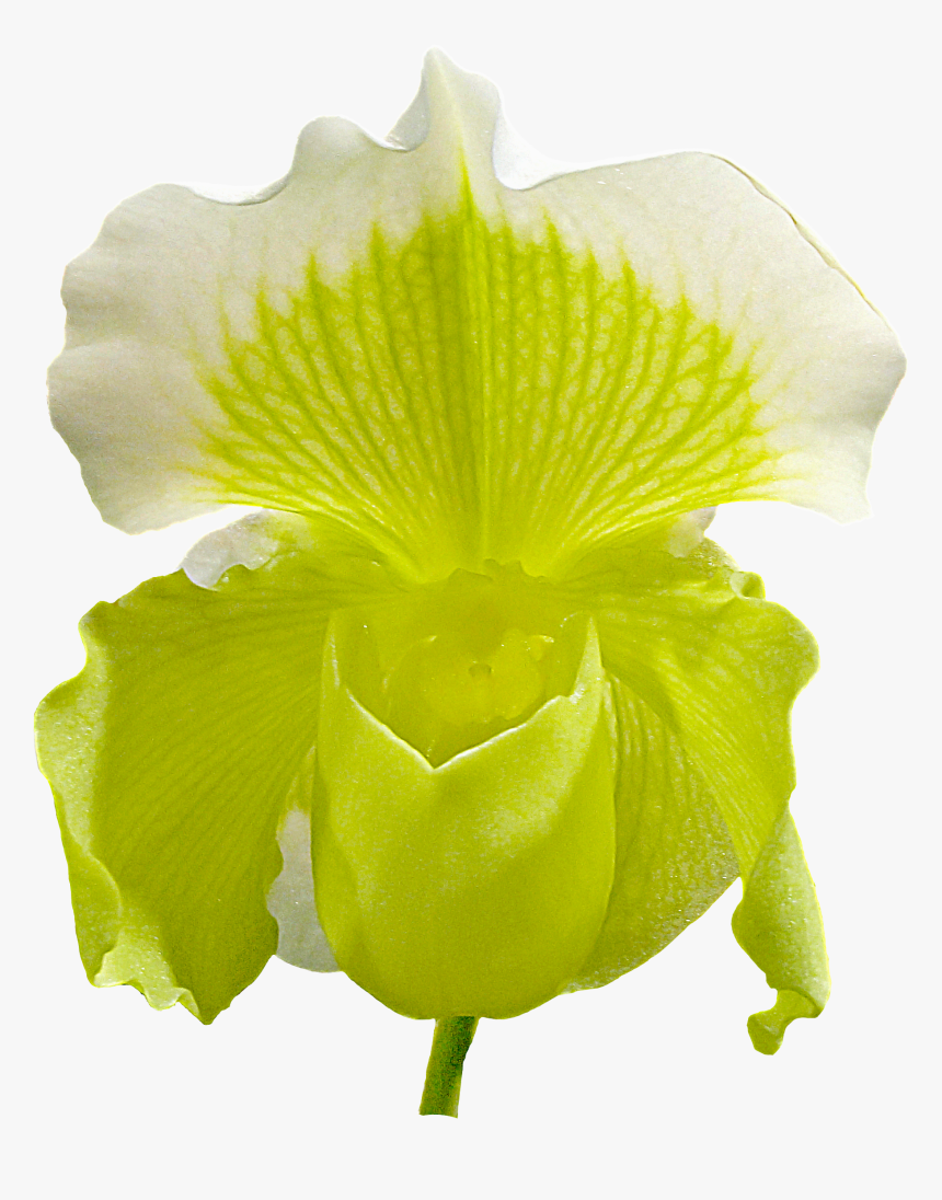 Orchid Flower Png Image - Iris, Transparent Png