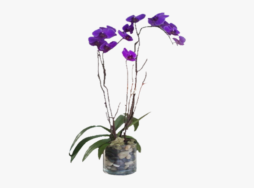 Purple Phalaenopsis Orchid, HD Png Download