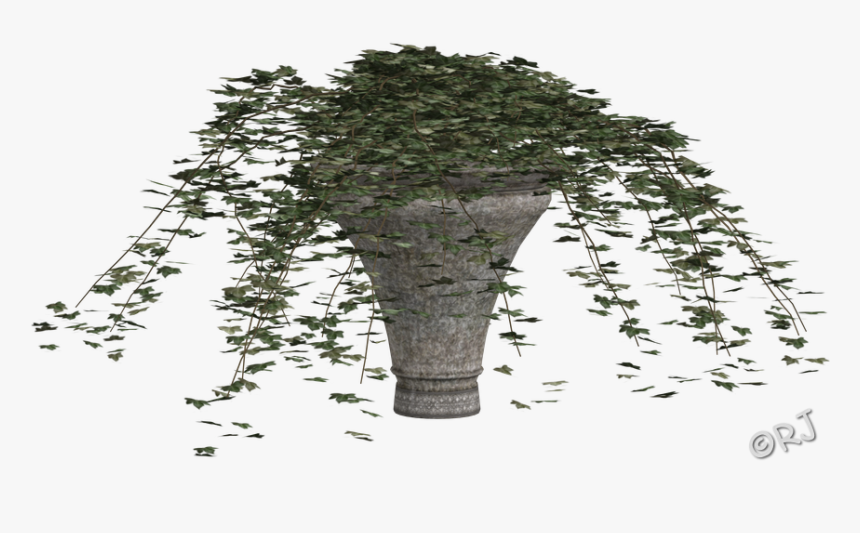 Bigtree, HD Png Download
