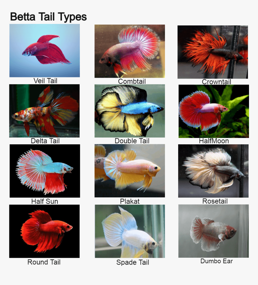 Coral Reef Fish, HD Png Download