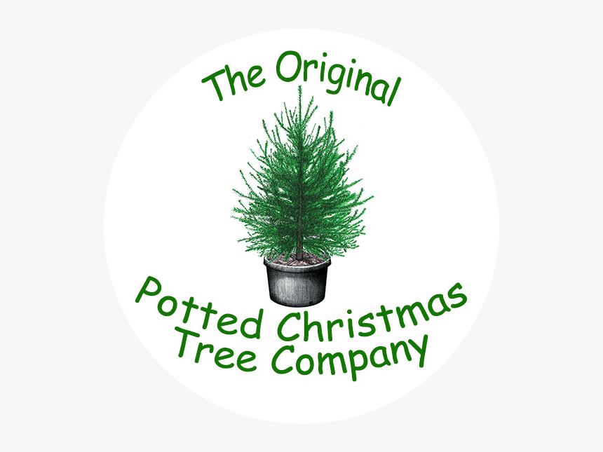 The Original Potted Christmas Tree Company - Christmas, HD Png Download