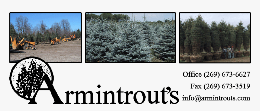 Coniferous Evergreen Tree Farm In Michigan Midwest - Armintrout's Nursery, HD Png Download