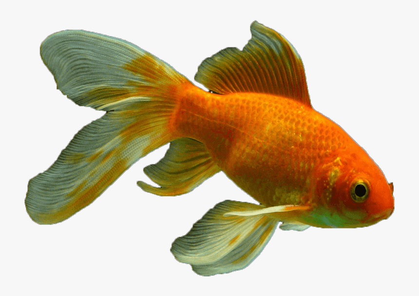 Veiltail Fish Png Transparent - Fish Png Transparent, Png Download
