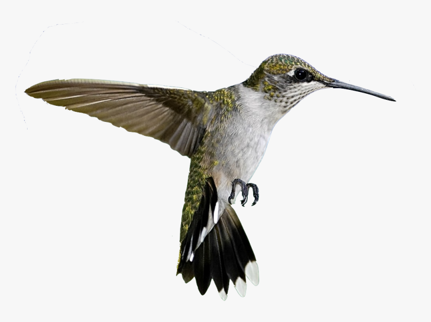 Colibrì Png, Transparent Png
