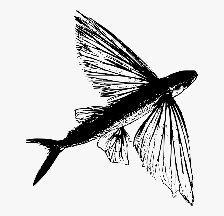 Fly,blackandwhite,tail - Illustration, HD Png Download