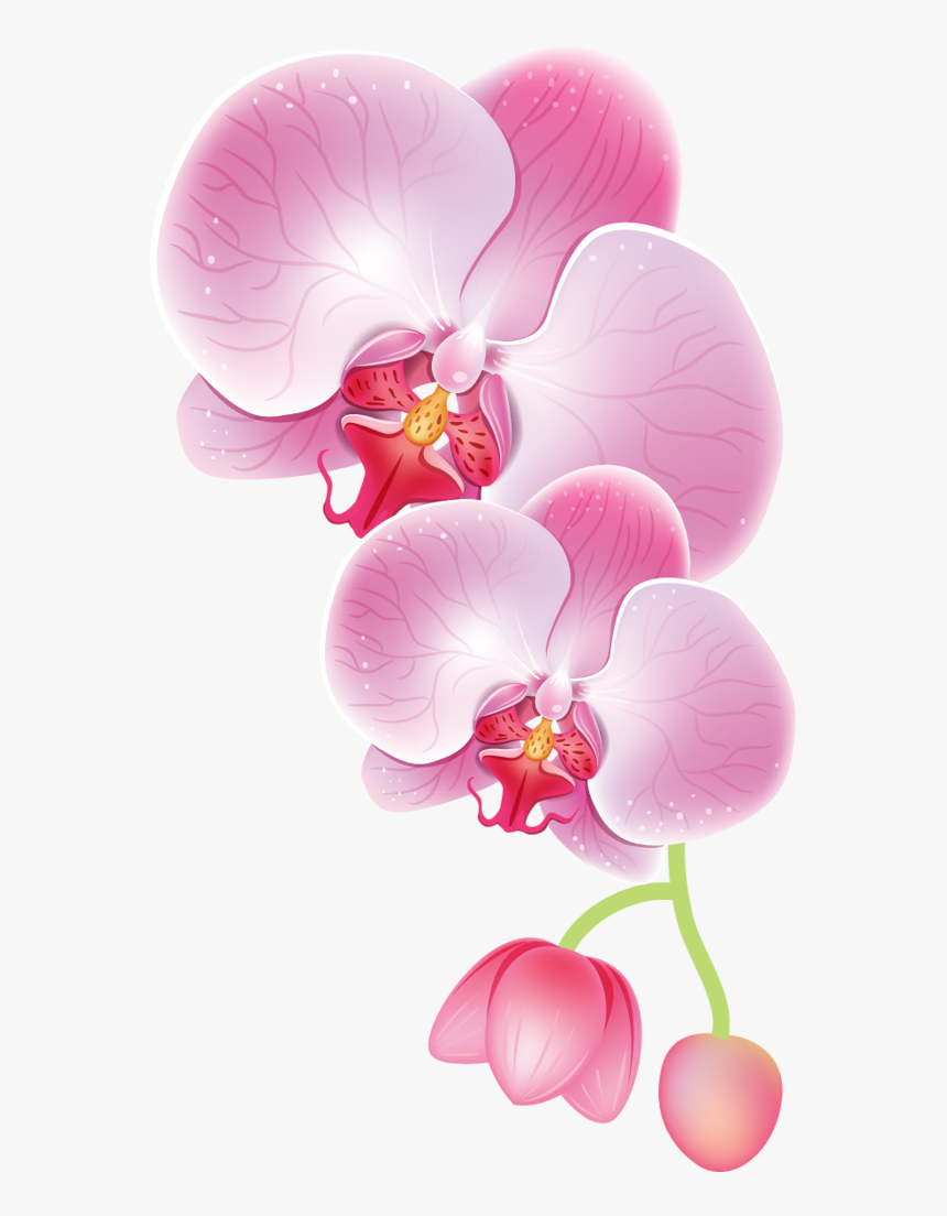 Drawing Transparent Orchid - Orchid Clipart Png, Png Download