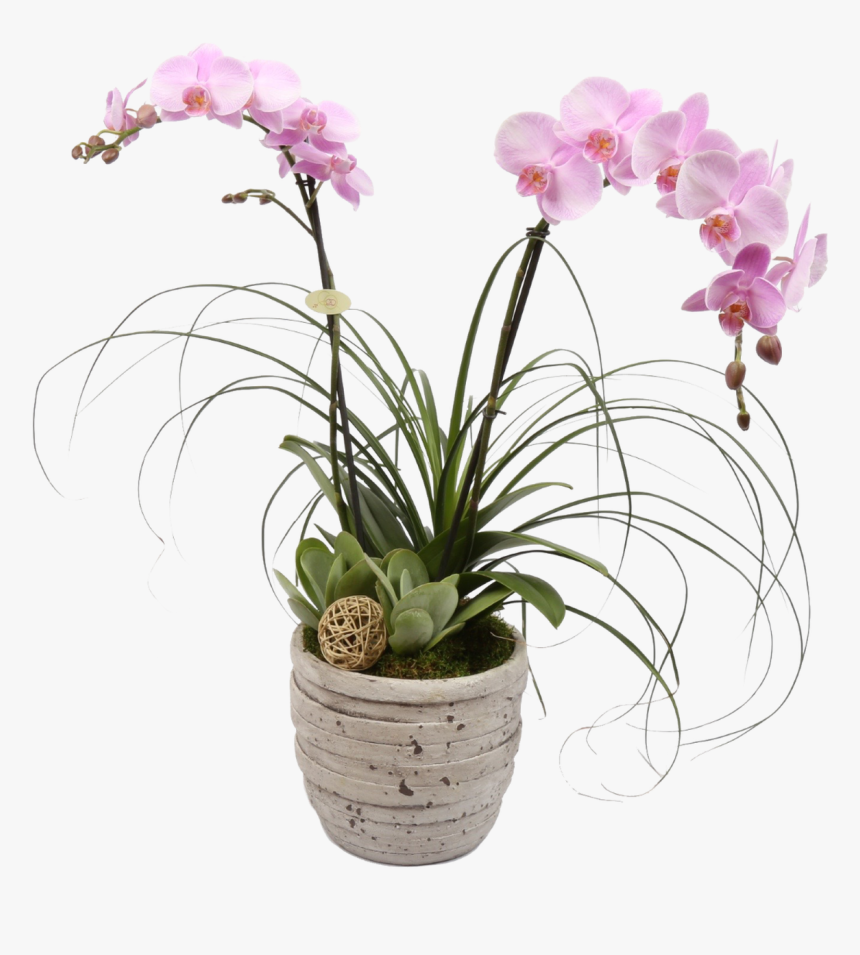 Tuscan Orchid Plant - Orchid, HD Png Download