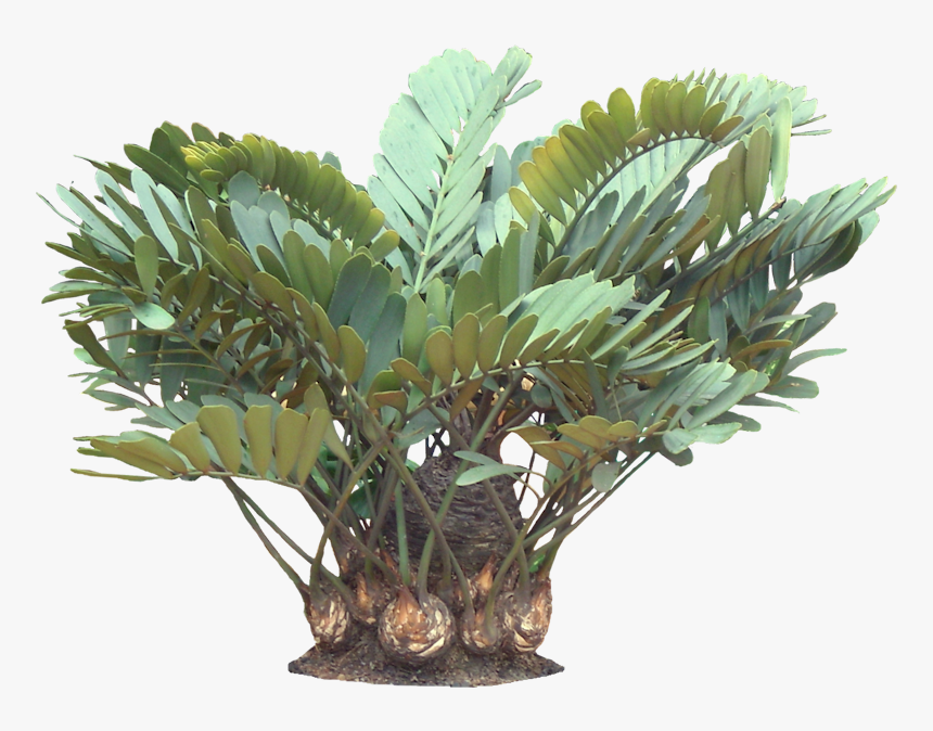 A Potted Trpoical Plant - Zamia Plant Png, Transparent Png