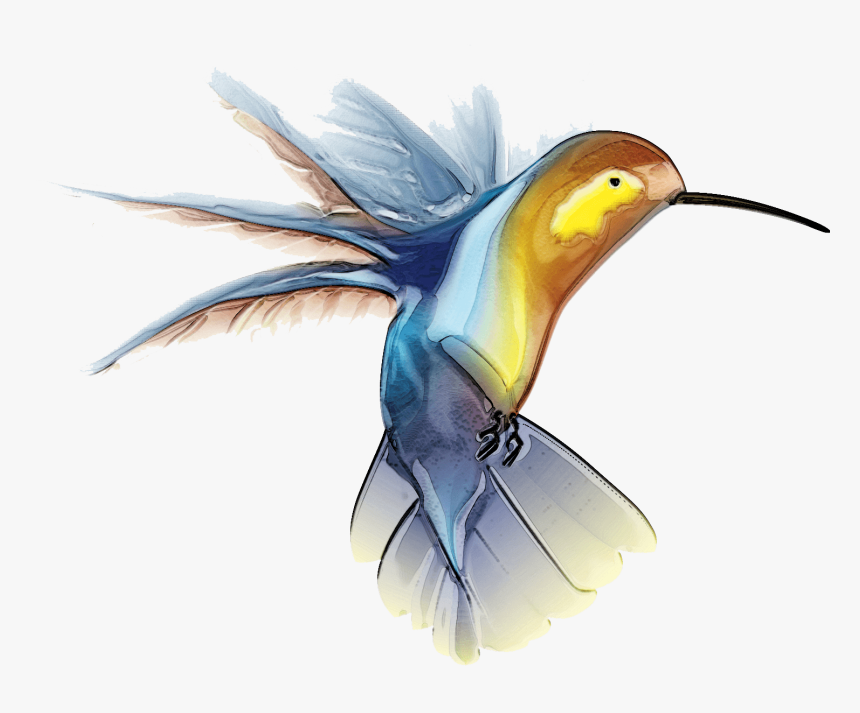 Hummingbird Tattoo - Free Hummingbird Clip Art, HD Png Download
