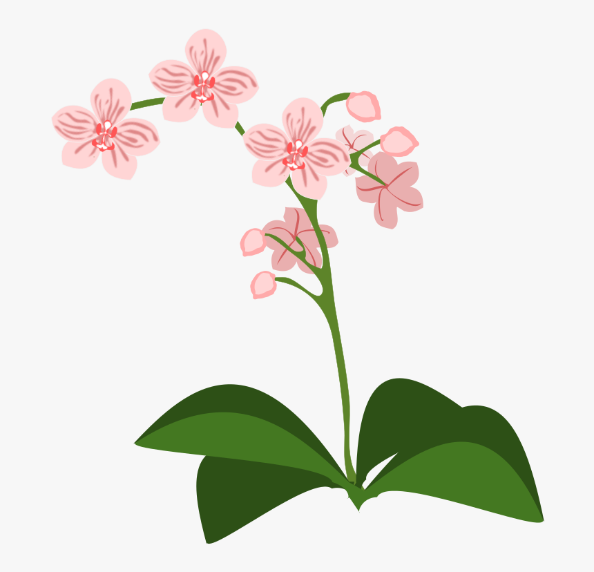 Orchidee Clipart, HD Png Download