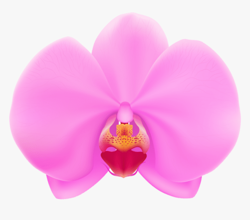 Transparent Orchid Clipart - Moth Orchid Clip Art, HD Png Download