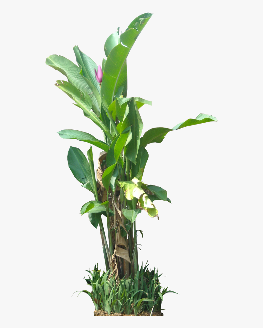 Tropical Plant Pictures - Tropical Plant Transparent, HD Png Download