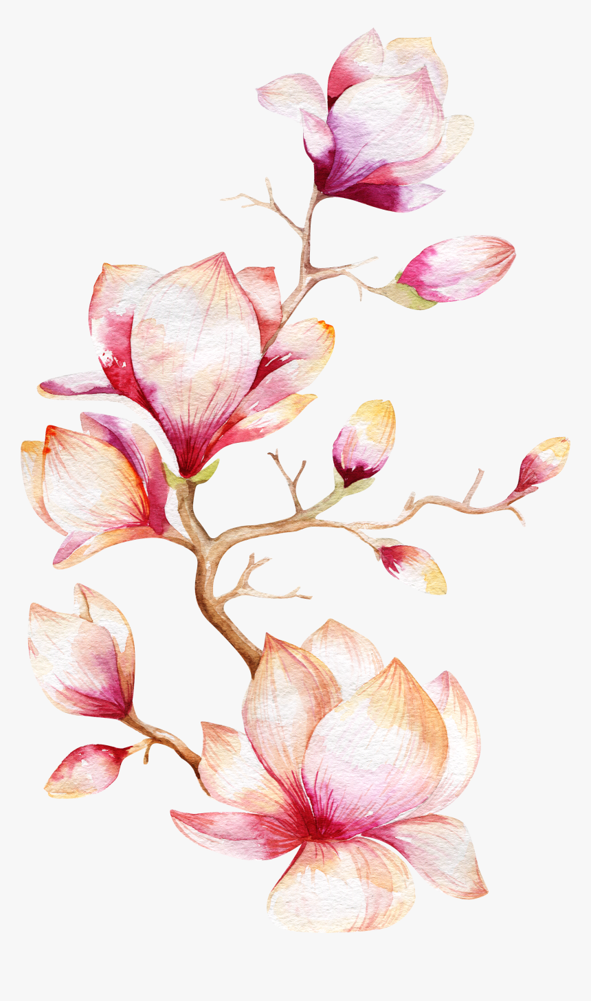 Flower Magnolia Tree Watercolor Painting Orchid Clipart - Magnolia Flower Watercolor Png, Transparent Png