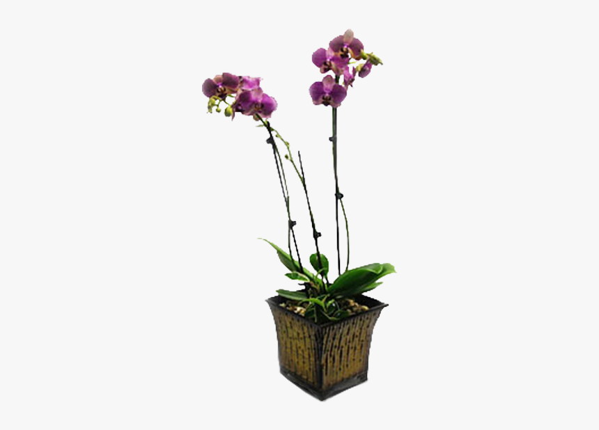 Moth Orchid, HD Png Download