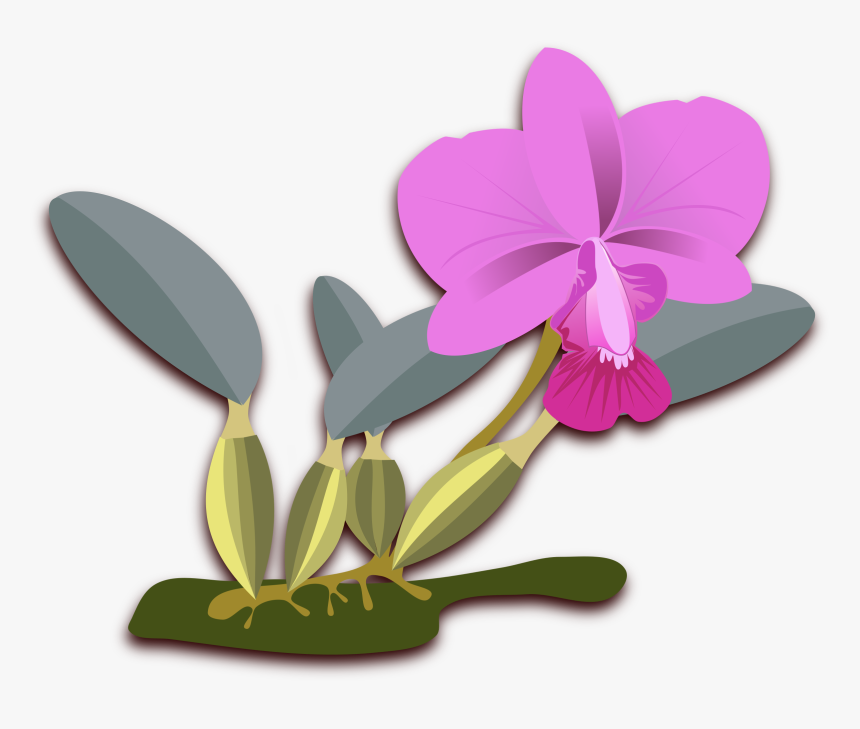 Cliparts For Free Download Orchid Clipart Cattleya - Orquideas Cattleya Png, Transparent Png