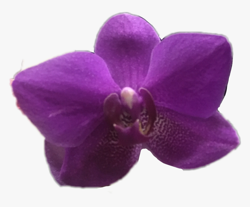 #orchid #flower #purple #ftestickers #spring #april - Orquid Purple Png, Transparent Png