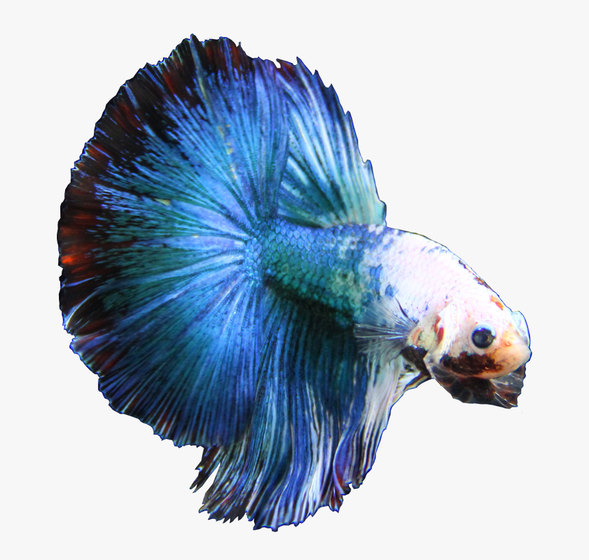 Clip Art Double Tail Betta - Halfmoon Betta Png, Transparent Png