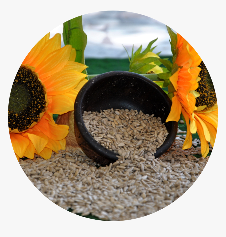 Sadina Sunflowers And Kernels - Sunflower, HD Png Download