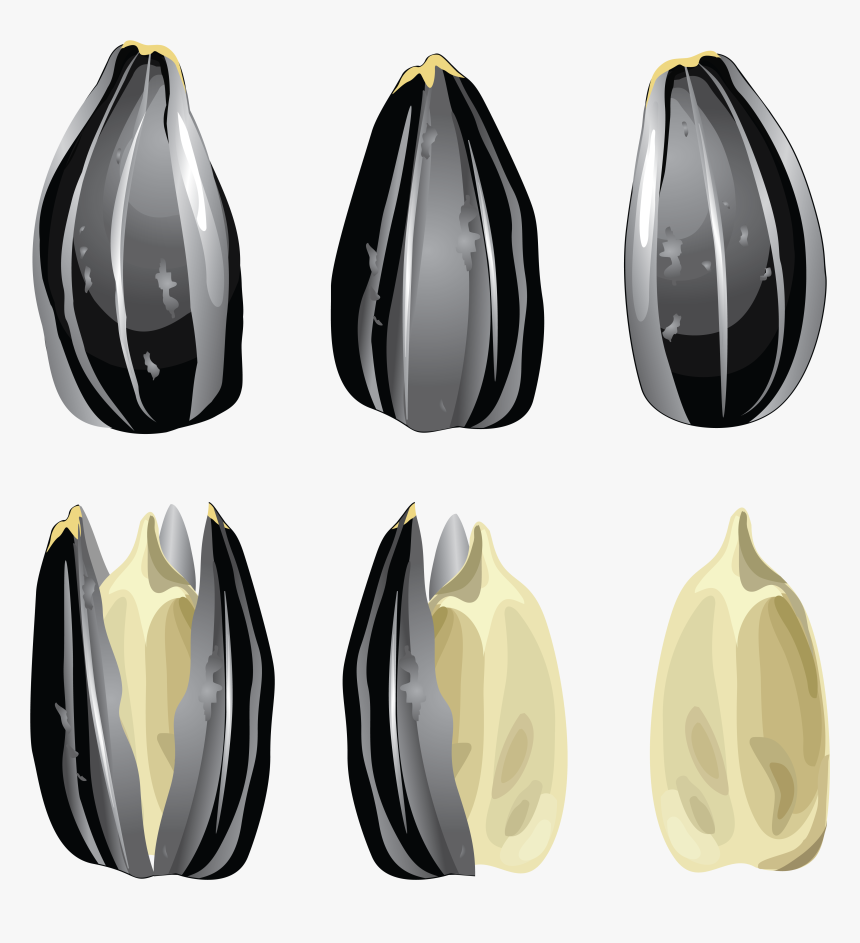 Sunflower Seed Vector Free, HD Png Download