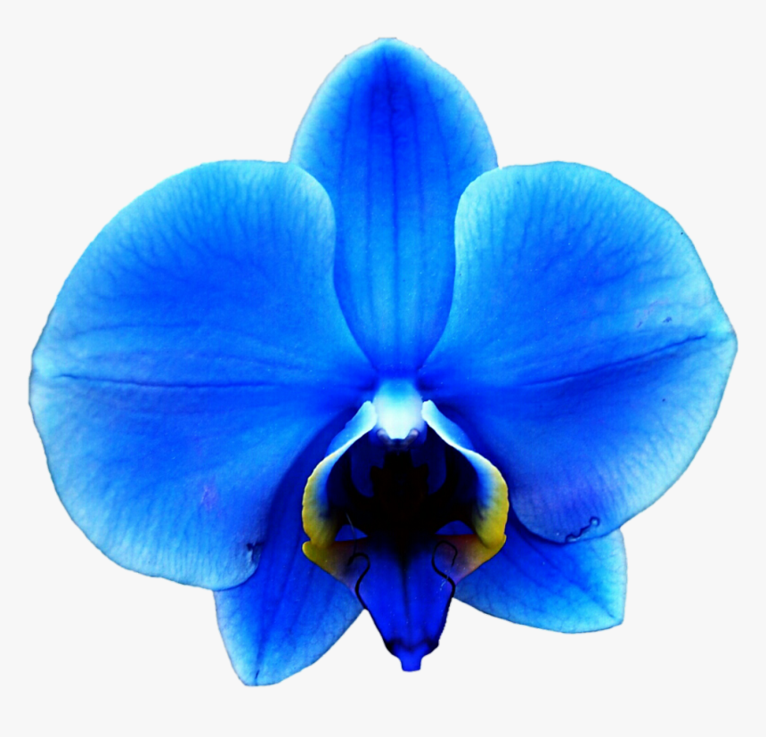 Blue Clipartfest Pinterest - Blue Orchids Png, Transparent Png