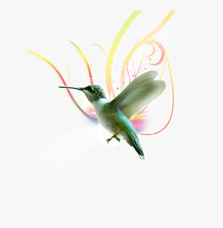 Ruby-throated Hummingbird, HD Png Download