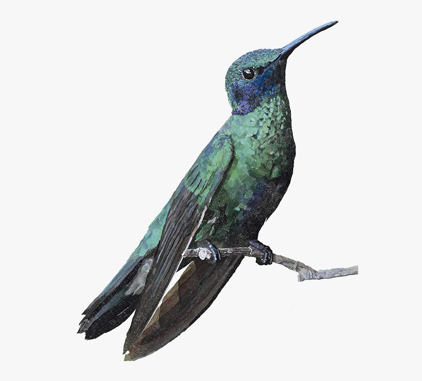 Colibri Coruscans Dibujo, HD Png Download