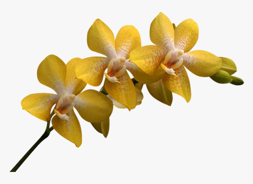 Png Клипарт Beautiful Orchids Flower - Yellow Orchids Png, Transparent Png