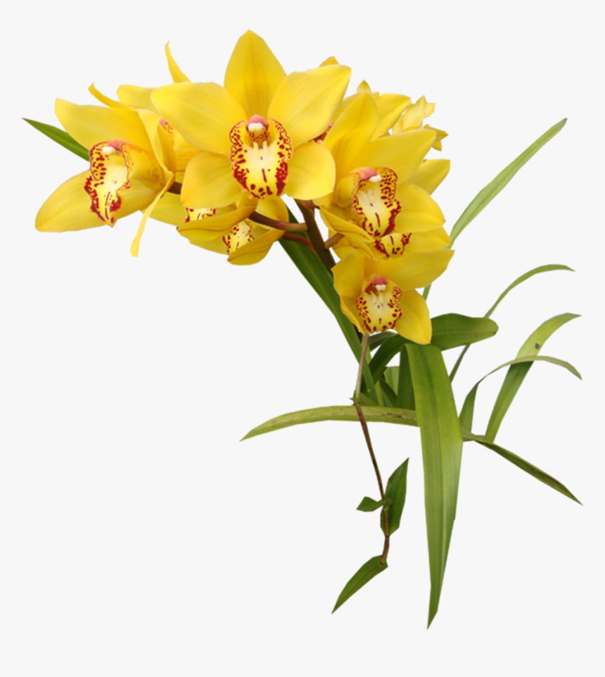 Flower Orchids Garden Roses Clip Art - Transparent Yellow Flowers Png, Png Download
