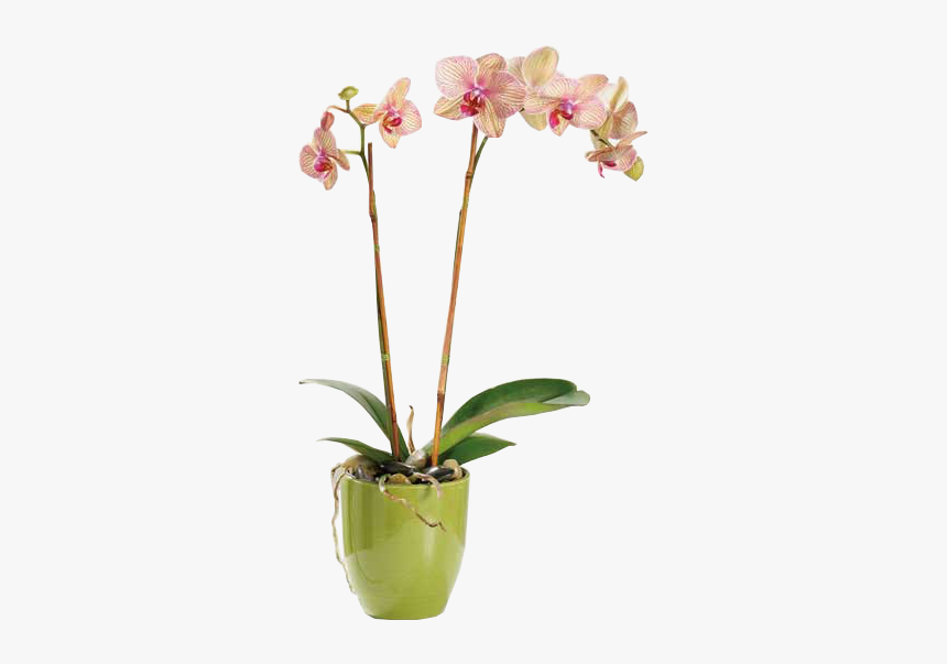 Orchid Plant, HD Png Download