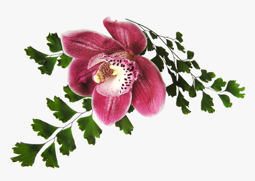 Orchid, Pink, With Fern - Orchidée Png, Transparent Png