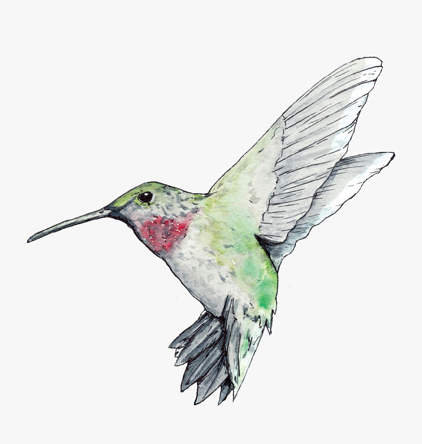 #freetoedit #porter #hummingbird #colibrí #colibri - Ruby-throated Hummingbird, HD Png Download