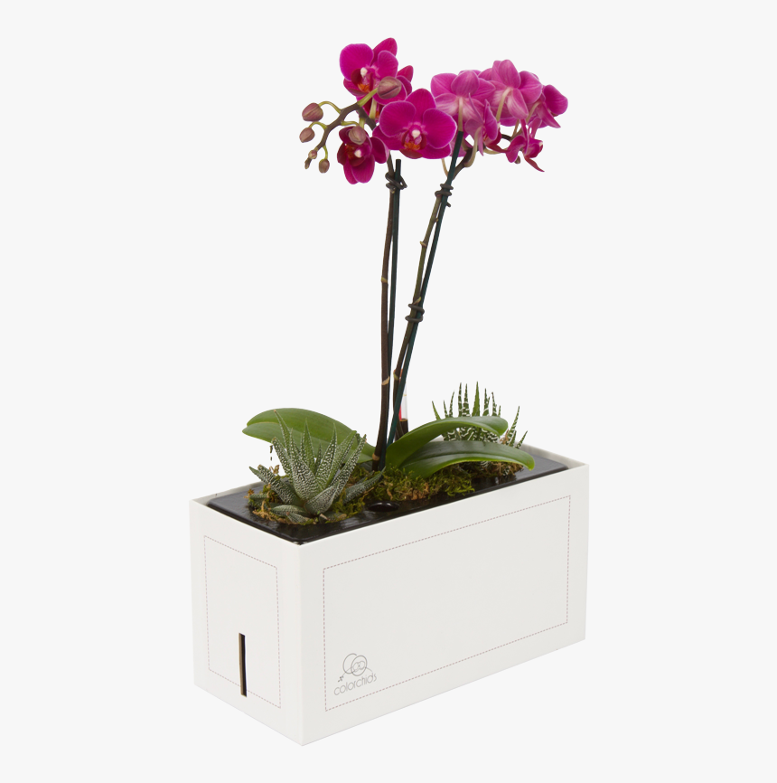 Moth Orchid, HD Png Download