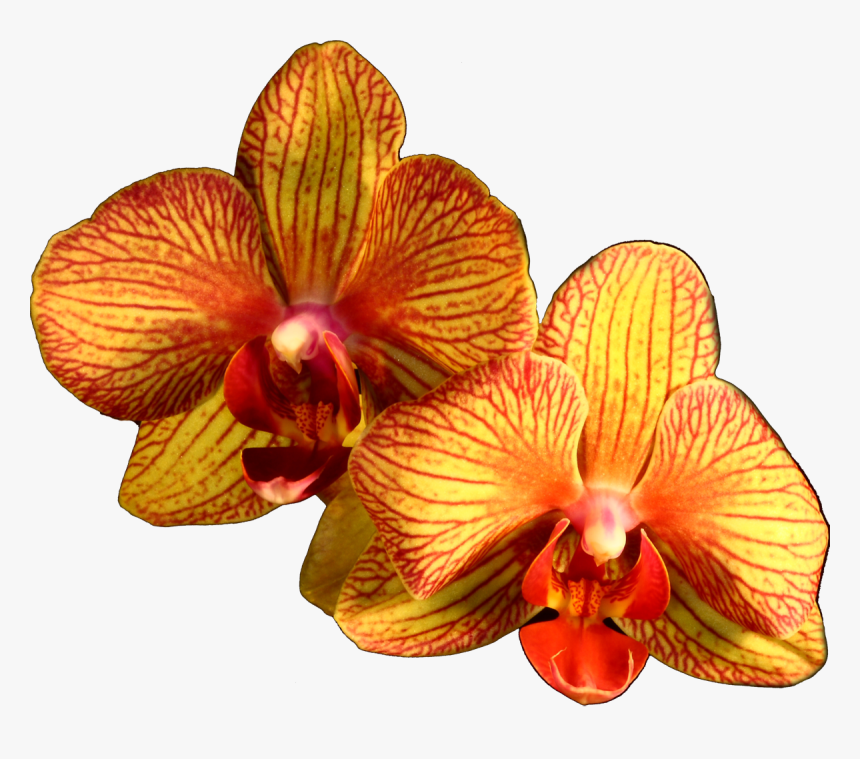 Plant Flower Moth Orange Orchids Orchid Clipart - Moth Orchid, HD Png Download