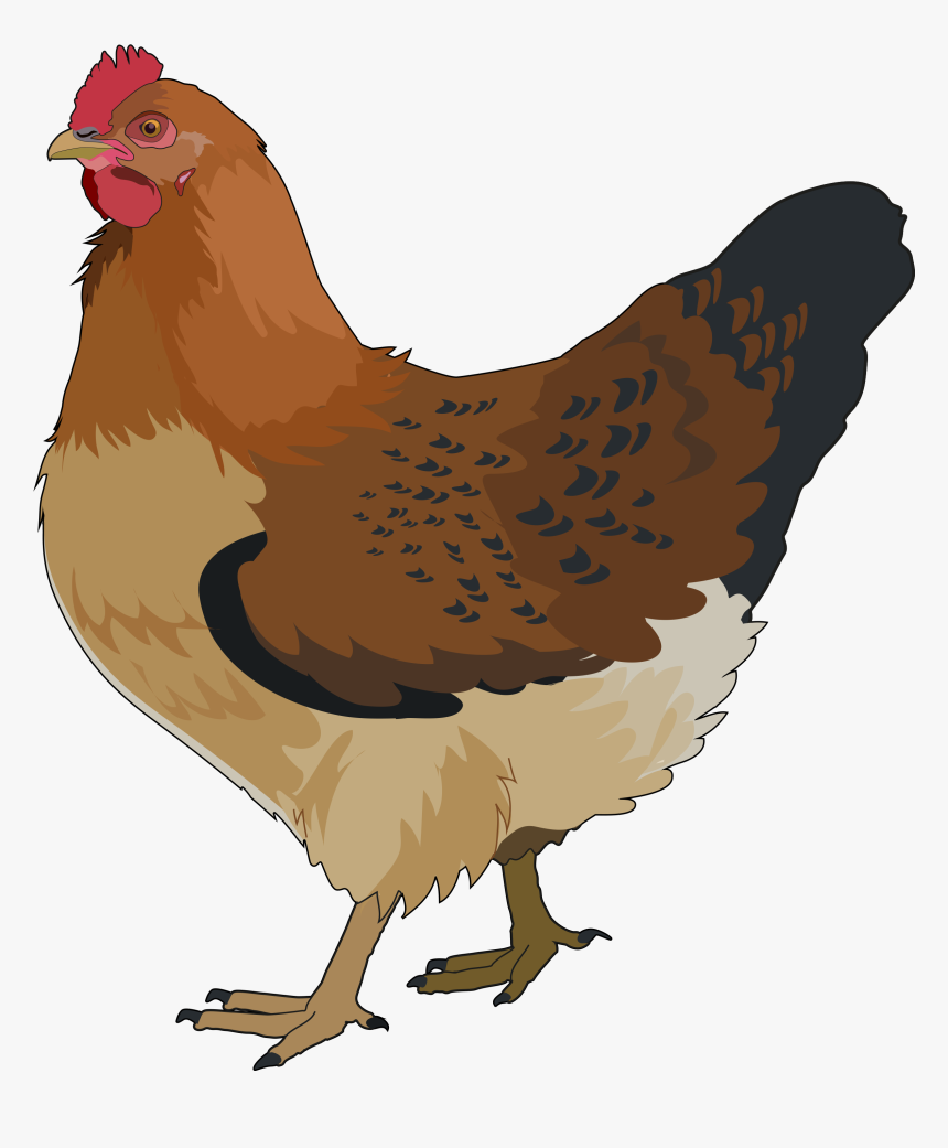 Gallina Png, Transparent Png