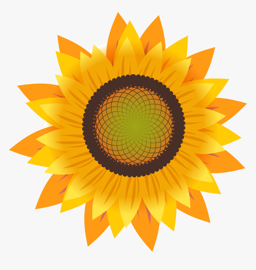 Common Sunflower Drawing Sunflower Seed, HD Png Download