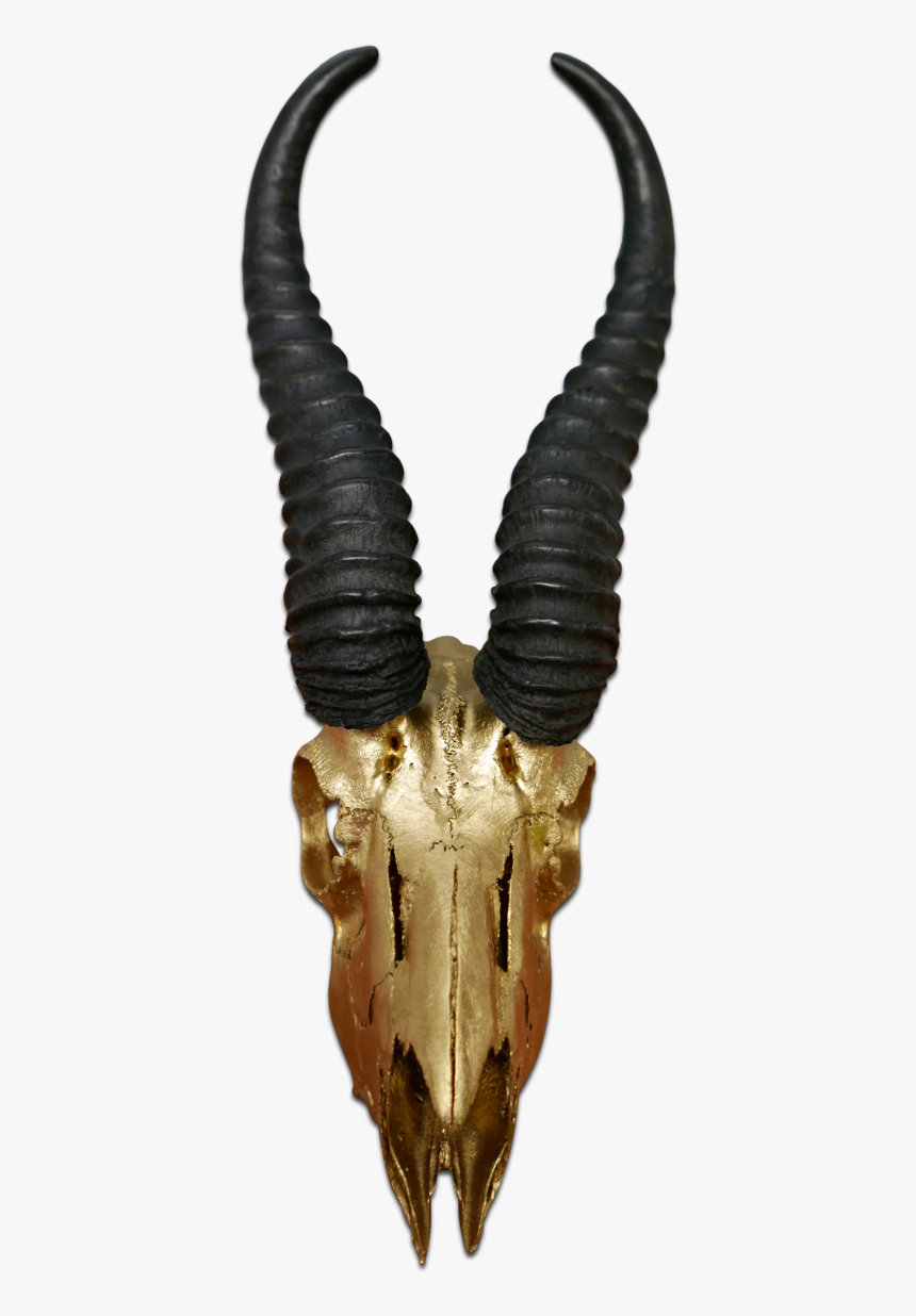 Real Springbok Skull Gold Spray Painted Metal Bracket - Antelope, HD Png Download