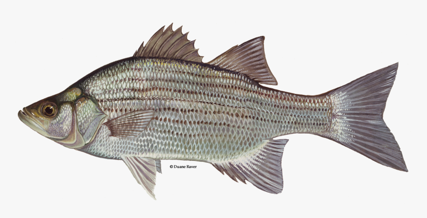 Illustration Of A White Bass - White Bass, HD Png Download