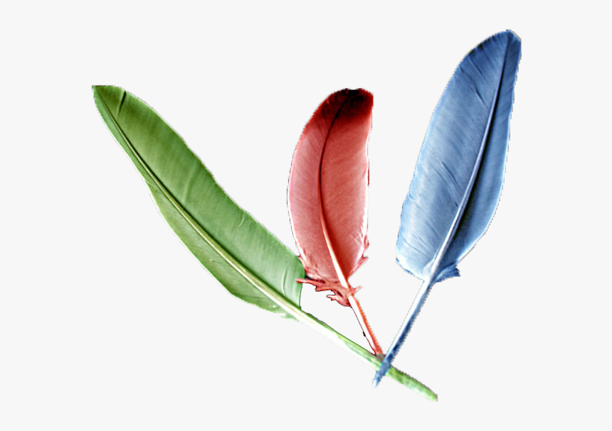 Imagenes De Plumas, HD Png Download