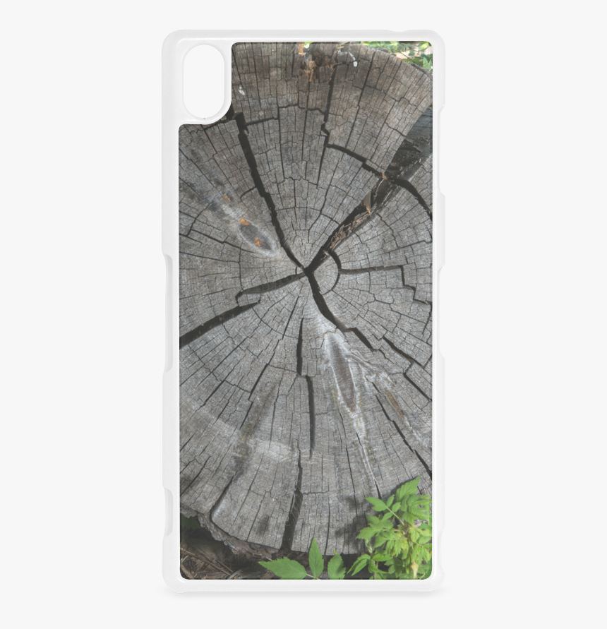 Birch, HD Png Download