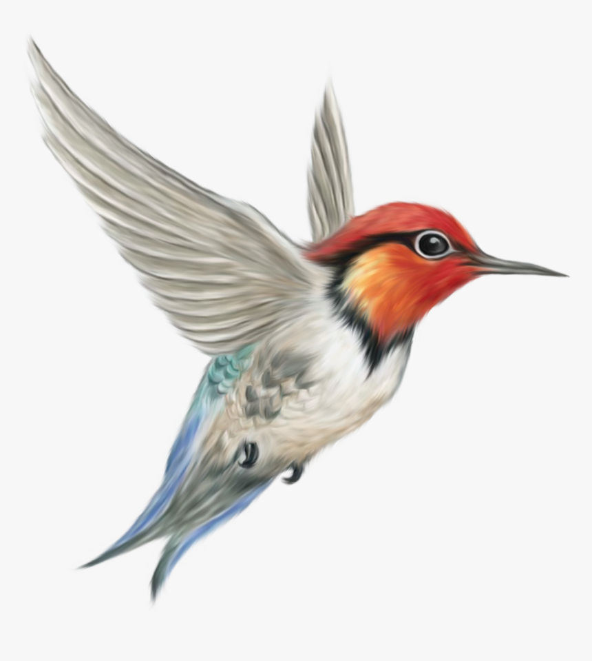 Bird Transparent, HD Png Download