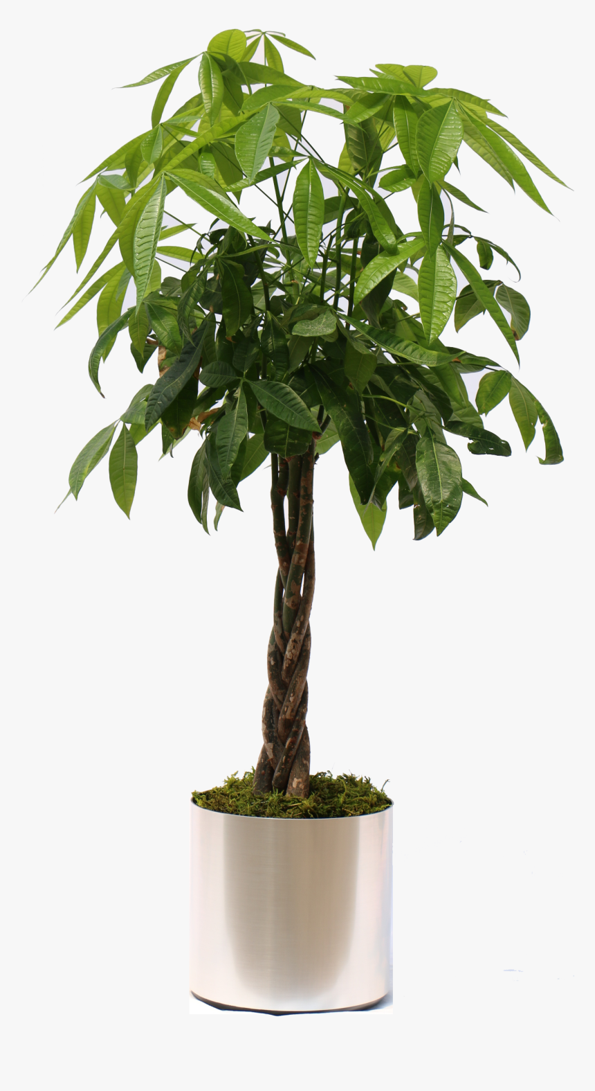 Moneytree-brshdchrome - Money Tree Plant Transparent, HD Png Download
