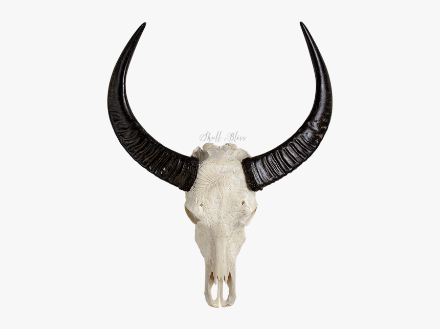 Animal Skulls Cattle Horn - Animals Skull, HD Png Download