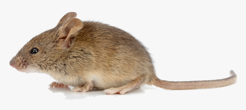 Jumping Footed Mice,white Footed Rat - Animal Mouse Png, Transparent Png