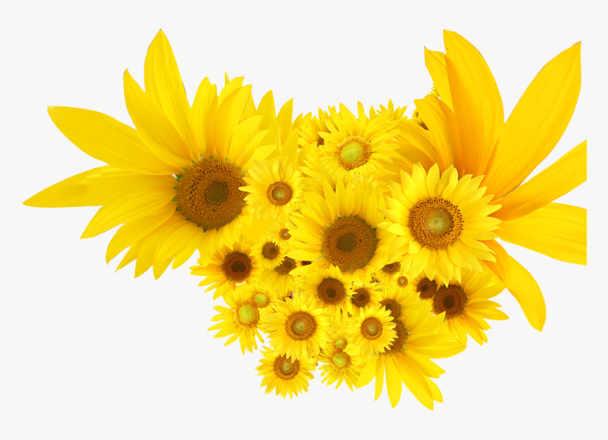 Png Clip Art Sunflowers, Transparent Png